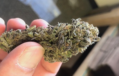 weed edibles