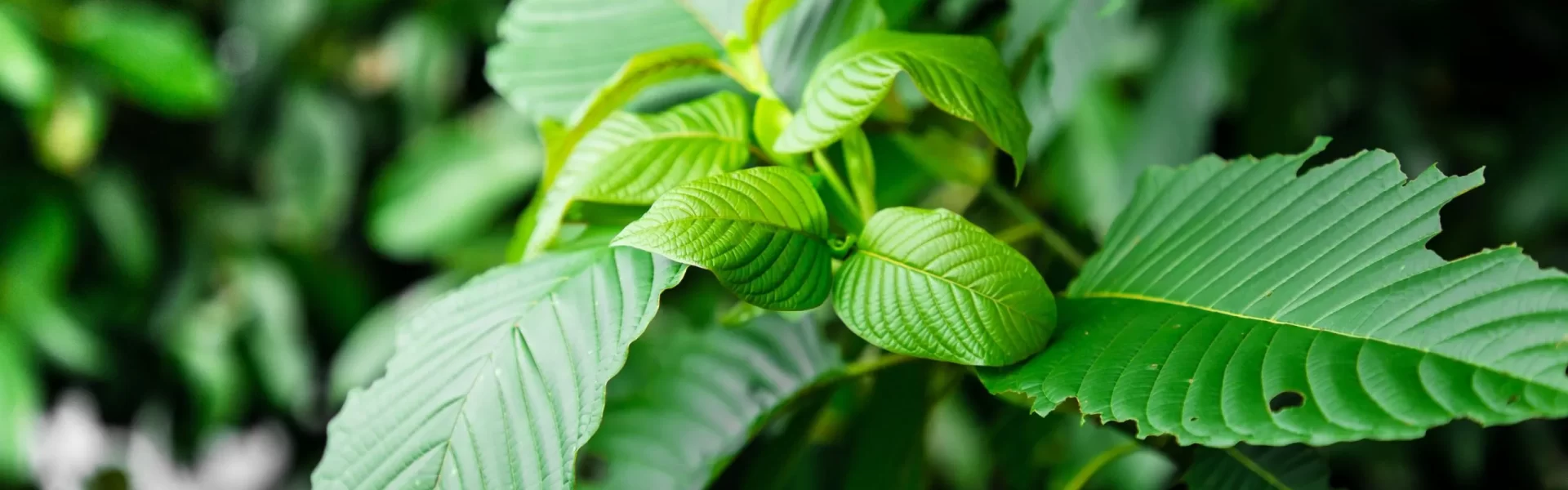 Strongest kratom for energy